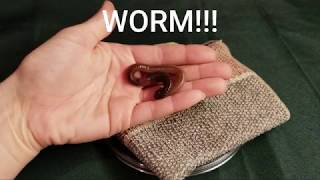 Worm Experiments