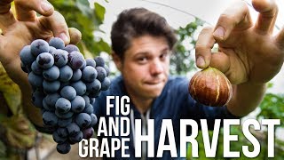 Fig \u0026 Grape Harvest (SE02 EP16)