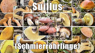 Die Gattung der Schmierröhrlinge | Suillus | Gattungsportrait | Gattungsmerkmale \u0026 weitere Infos