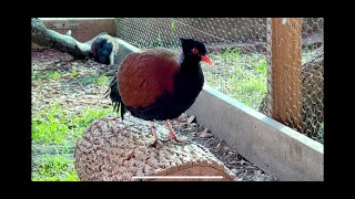 Green Naped Pheasant Pigeon