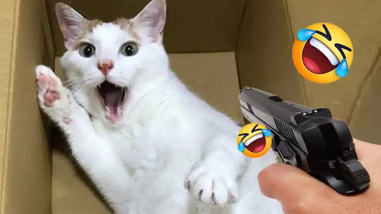 Funny Cat Video Compilation 仍world S Funniest Cat Videos 仍 生funny Cat