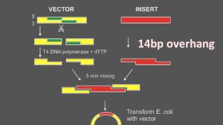 Ligases