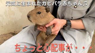 元気に生まれたカピバラ赤ちゃんですが、ちょっと心配事が・・・。