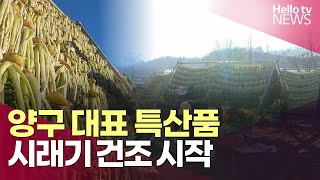 양구 대표 특산품, 시래기 건조 시작 ㅣ #헬로tv뉴스