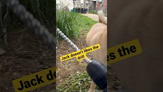 My dog jack and the drill #dogplaying #dog #puppy #labradortraining #viral #puppyvideos #jackthedog