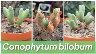 CONOPHYTUM BILOBUM | Care