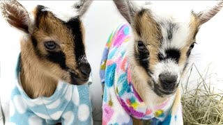 Baby Goats Just Want to Play