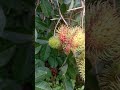 Yummy Rambutans| Fruit Series | #shorts