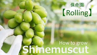 【Rolling】葡萄の粒を動かして、房の形を整えます。 Move the grain of the grape to Shape it!