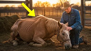 25-Year-Old Mustang Horse Refuses to Eat Until He Hears the Voice of an Old Friend and This Happens!