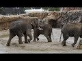 ご機嫌斜めの❓ドローナ🐘くん【バァバーニが突っつかれる🥲】 のんほいパーク 豊橋動物園 アジアゾウ ドローナ チャンパカ バァバーニ 交尾