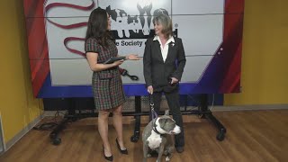 How to keep you and your pet safe during storms