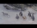 penguins bathing and swimming in peru