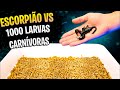 1000 LARVAS CARNIVORAS vs ESCORPIÃO!! * é bizarro*