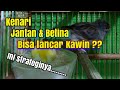 STRATEGI mengawinkan/menjodohkan KENARI AGAR CEPAT BERHASIL dan LEBIH MUDAH BERPRODUKSI