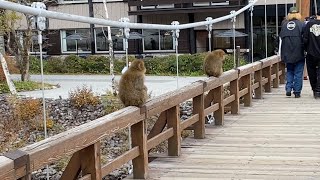 河童橋　猿　上高地