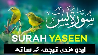 Surah Yasin with Urdu Translation Full | Beautiful Quran Recitation|Quran with Urdu & Hindi Tarjama
