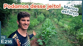 Dando um trato na agrofloresta depois da semana de chuva