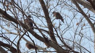 二子玉川野鳥観察図鑑 雉鳩　キジバト 寒い日は丸くなる 2021年2月1日