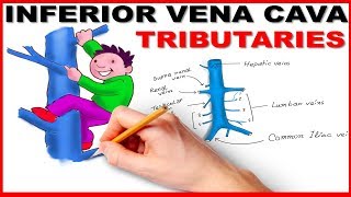 Inferior Vena cava Tributaries - Mnemonic Series # 11