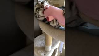 【アノ蹴りぐるみあげてみた】#cat #猫のいる暮らし #ネコ動画