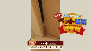 【我が家のペット特技選手権】ハル（鳥取市）