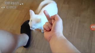 new 2018 Cats Hate Being Flipped Off - Funny Angry Cat Reaction to Middle Finger Compilation
