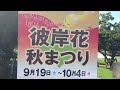 彼岸花秋まつり　ごんぎつねの里　半田