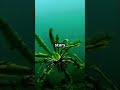 feather star ocean s dancer 🌊✨ naturedocumentary marinelife oceanlife underwaterbeauty facts