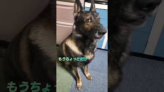 いつもハラペコの大型犬#甘えん坊#ジャーマンシェパード#おやつ