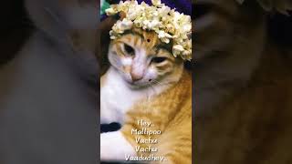 Mallipoo Vachu Vachu Vaadudhey 😻#funny #trending #vtk #movie #song #with #meow #cat #shorts #video