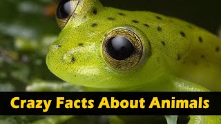 Crazy Facts About Animals 🐸🦘 | Amazing Facts | Random Facts | Mind Blowing Facts in Hindi #Shorts