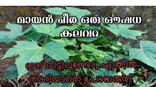 മായൻ ചീര /ചായ മൻസക്ക് ഇത്രയേറെ ഗുണങ്ങളോ