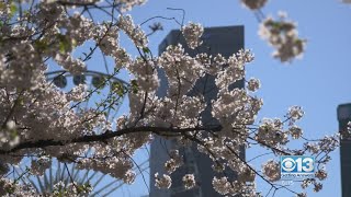 Is this season especially bad for allergies in the Central Valley?