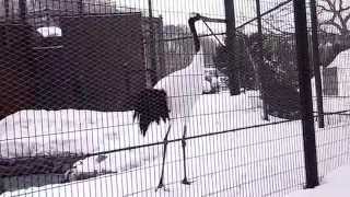 北の国から～円山動物園～幼稚園の先生にからかわれる丹頂鶴