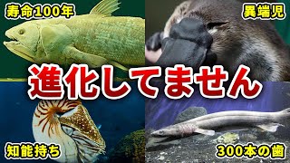 【生きる化石】数億年進化していない古生物5選