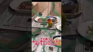 垂直跳びインコと鈍臭いインコ