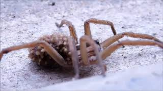 Wolf Spider Mama Covered in Babies