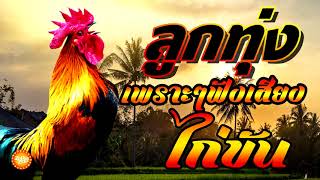 เพลงลูกทุ่งเพราะฟังเสียงไก่ขัน ยามเช้า