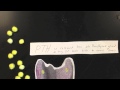 Calcitonin