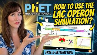 How to Use the Lac Operon Simulation on PHET