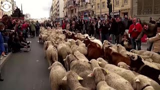 WEB EXTRA: Sheep Crossing