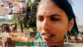 gaushala man Nava mehman ||ગૌશાળામાં નવા મહેમાન@vandegovmataramvlogs