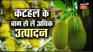 Farming News: अन्नदाता | कटहल के बाग से लें अधिक उत्पादन | Annadata | TOP News | Hindi News