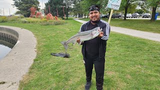 Impresionante pesca de salmon en chicago Illinois 😱