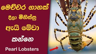 ලෝකයේ මිලෙන් අධිකම😋  පොකිරිස්සො කමුත | Pearl lobsters