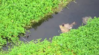 Bully Coot vs Moorhen