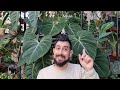 philodendron gloriosum review was it worth it 2 years later