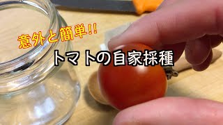 【意外と簡単】トマトの自家採種