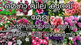 പ്ലാന്റസ് വിറ്റ് ഒഴുക്കുന്നു കുറഞ്ഞ വിലയിൽ 🥰മെഗാ മേള 6238572515 WhatsApp